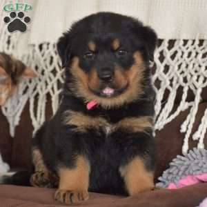 Adina, Rottweiler Mix Puppy